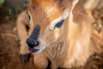 Portrait of a baby antelope
