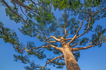 Pattern of tree in the park.