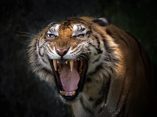 Deurstickers Sumatraanse tijgers brullen verschrikkelijk. © MrPreecha