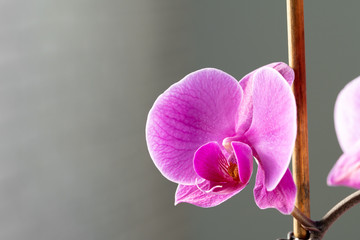 Beautiful purple  Orchid flowers on a branch hanging in the air