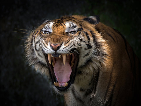 Sumatran tigers are roaring horribly.