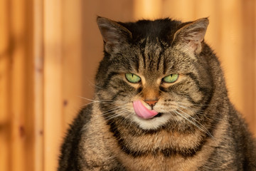 Tabby cat licking its lips