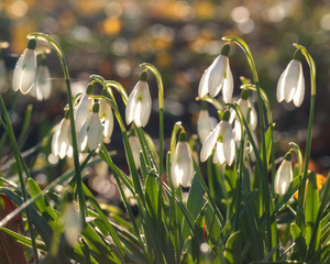 Snowdrops on a sunny meadow