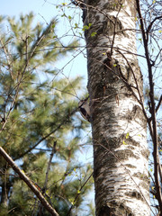 spring woodpecker with a red head on a birch