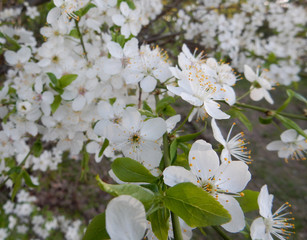 Blooming spring cherry on a blurry background