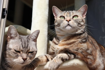 ２匹の猫アメリカンショートヘアー