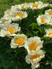 large white peonies with a yellow center on a blurred background