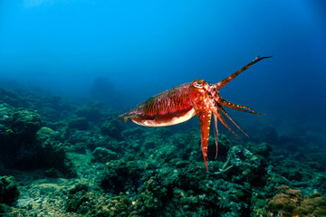 Cuttlefish on coral reef