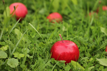 Red ripe juicy apple on green grass. Horizontal photo