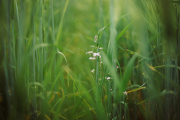 Wild radish white flowers among barley green stems in sunset light in summer field, closeup. Wildflowers and rye or wheat selective focus in warm light, summer in countryside. Organic farm