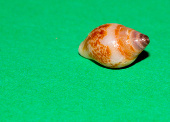 Sea shell on green background