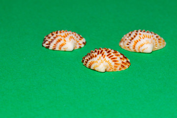 Three sea shell on green background