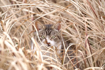 草むらの中の猫