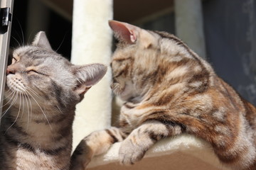 そっぽ向く二匹の猫アメリカンショートヘアー