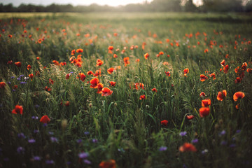 Poppy and cornflowers in sunset light in summer meadow. Atmospheric beautiful moment. Copy space....
