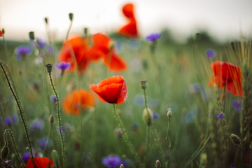 Poppy and cornflowers in sunset light in summer meadow, selective focus. Atmospheric beautiful...
