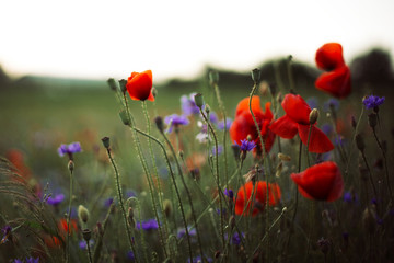 Poppy and cornflowers in sunset light in summer meadow, selective focus. Atmospheric beautiful...