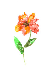 Hand painted botanical element. Bright flower.