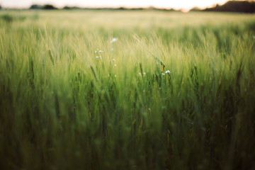 Rye or barley green stems in sunset light in summer field, selective focus. Herbs and wheat in warm light, summer in countryside. Atmospheric beautiful moment. Organic farm
