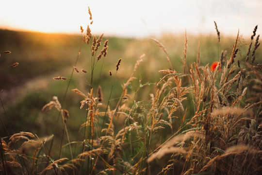 Herbs and grasses in sunset light in summer meadow, selective focus. Wildflowers close up in warm light, summer in countryside. Tranquil beautiful rural moment. Wild grass