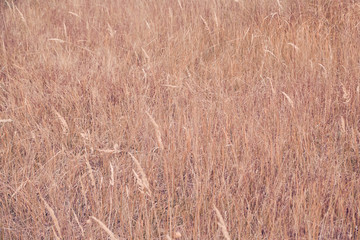 Texture of an autumn pink grass. Background of red dried grass on field, closeup.