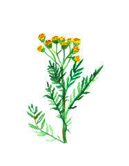 Hand painted botanical element. Tansy plant. Bright flower.