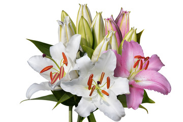 Pink and white lily flowers bouquet isolated on white