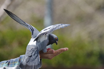 ハトの餌やり