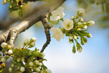 Cherry branch with white flowers. Blossom sakura in garden. Nature backdrop. Spring flowers. Springtime.