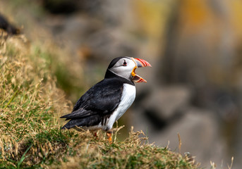 The Atlantic puffin, also known as the common puffin