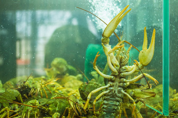 Live crayfish in a clean aquarium with water. shop of live crayfish.