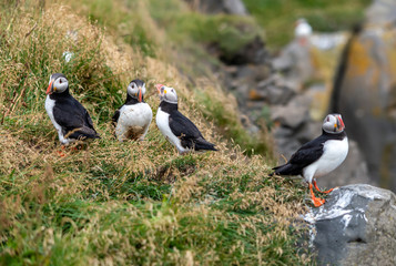 The Atlantic puffin, also known as the common puffin