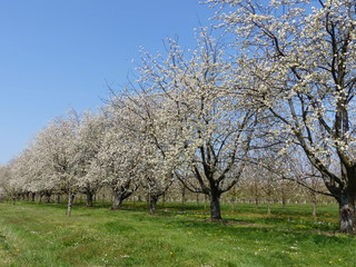 Blühende Kirschbäume auf grüner Wiese