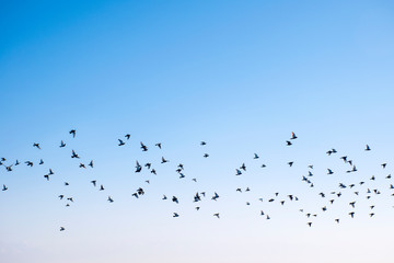 Birds flying in the sky, a flock of pigeons soar in the sky.