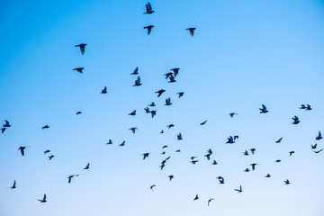 Birds flying in the sky, a flock of pigeons soar in the sky.