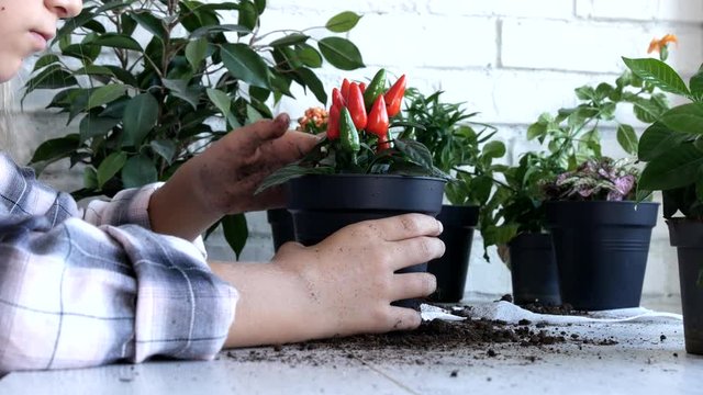 Kid Planting Pepper in Pot, Child Watering Flowers, Teenager Girl in Agriculture