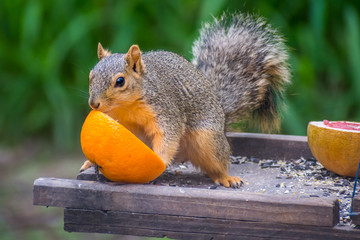 A Fox Squirrel in Estero Llano Grande State Park, Texas