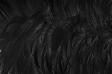 Beautiful black grey bird feathers pattern texture background.