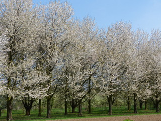 Weisse Obstbaumblüte im Frühling