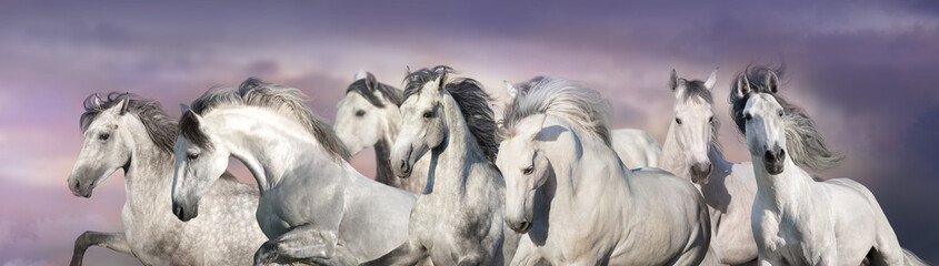 Fototapeta na wymiar White horses free run in desert. Panorama for web