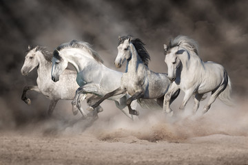 White horses free run in desert