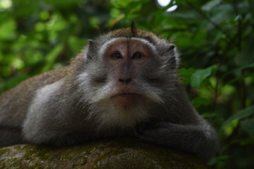 Bali Monkey Forest - Twarz