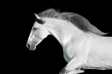 Obraz na płótnie Canvas White horse on black