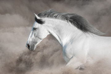 Grey horse run gallop in desert sand