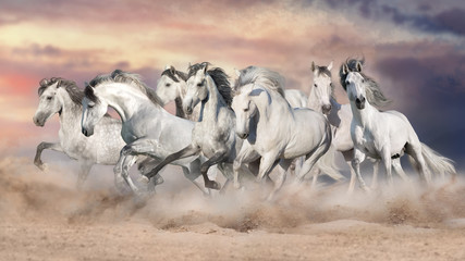 Fototapety  Białe konie biegają swobodnie po pustyni na tle pięknego nieba