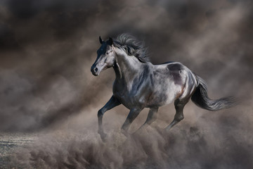 Fototapeta na wymiar Black stallion free run in dark desert dust