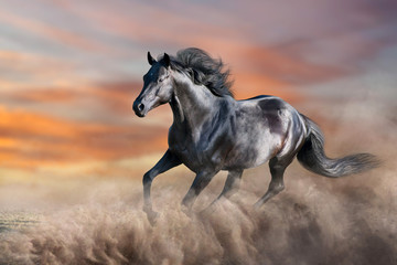 Fototapeta na wymiar Black horse run gallop in desert dust against sunset sky