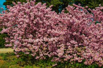 Obraz premium 豊前の河津桜