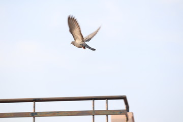 bird in flight