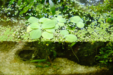 Duckweed and pistia - a genus of flowering monocotyledonous plants of the Aroidae family (Araceae)